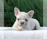 Small #2 French Bulldog