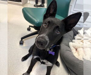Border Collie-Unknown Mix Dogs for adoption in Rohnert Park, CA, USA