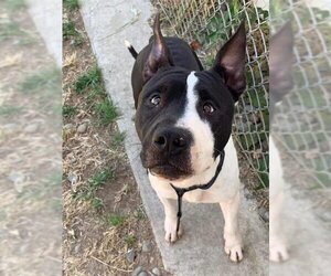 Miniature Bull Terrier-Unknown Mix Dogs for adoption in Sacramento, CA, USA