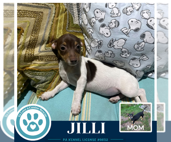 Medium Photo #1 Chiweenie Puppy For Sale in Kimberton, PA, USA
