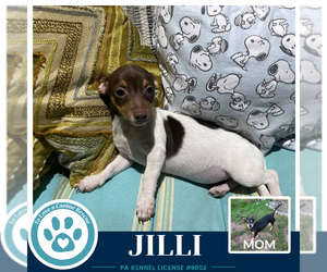 Chiweenie Dogs for adoption in Kimberton, PA, USA