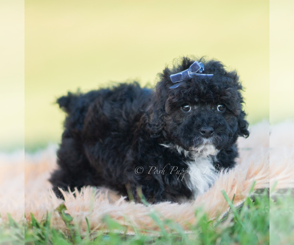 Medium Photo #14 Poodle (Toy) Puppy For Sale in WARSAW, IN, USA
