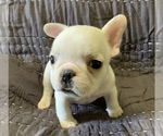 Small Photo #12 French Bulldog Puppy For Sale in JOHNS ISLAND, SC, USA