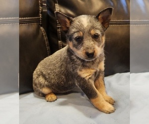 Australian Cattle Dog Puppy for sale in RUSSELLVILLE, KY, USA