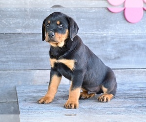 Rottweiler Puppy for sale in MILLERSBURG, OH, USA