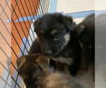 Small Photo #23 German Shepherd Dog-Siberian Husky Mix Puppy For Sale in LOS GATOS, CA, USA
