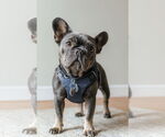 Small French Bulldog
