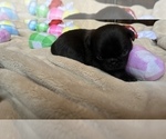 Small Photo #36 Pug Puppy For Sale in BLOOMINGTON, IL, USA