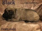 Small Photo #7 Mastiff Puppy For Sale in MANSFIELD, OH, USA