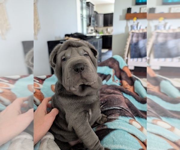 Medium Photo #2 Chinese Shar-Pei Puppy For Sale in MOUNT ULLA, NC, USA