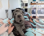 Small #1 Chinese Shar-Pei