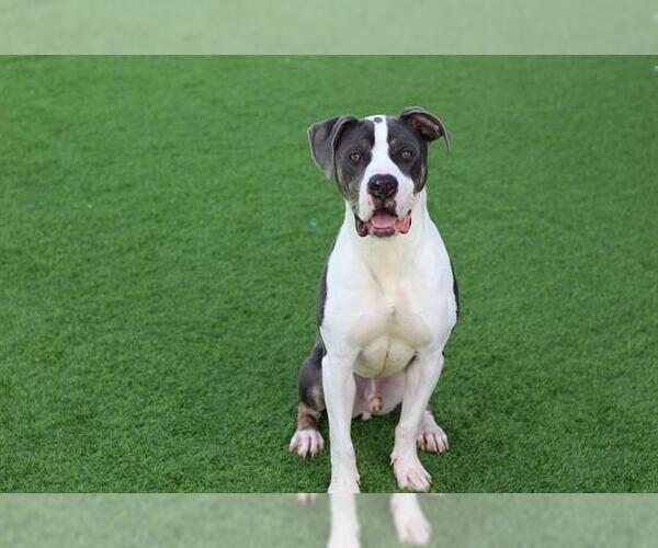 Medium Photo #1 American Staffordshire Terrier-Unknown Mix Puppy For Sale in Grand Prairie, TX, USA