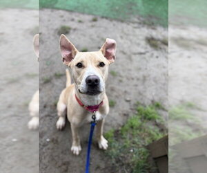 Labrador Retriever-Unknown Mix Dogs for adoption in Brewster, NY, USA