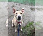 AC - Frosty Puff - Female Labrador Retriever-Unknown Mix Dog for Adoption - Small photo