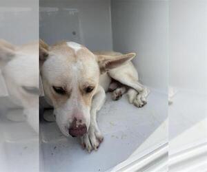 Siberian Husky-Unknown Mix Dogs for adoption in Houston, TX, USA
