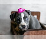 Small #2 American Pit Bull Terrier