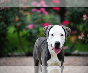 American Pit Bull Terrier-Unknown Mix Dogs for adoption in Sandy, UT, USA
