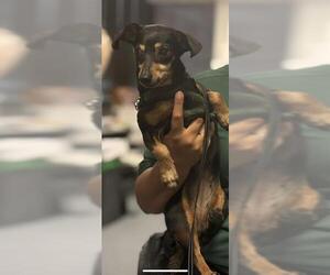 Dachshund-Unknown Mix Dogs for adoption in San Antonio, TX, USA