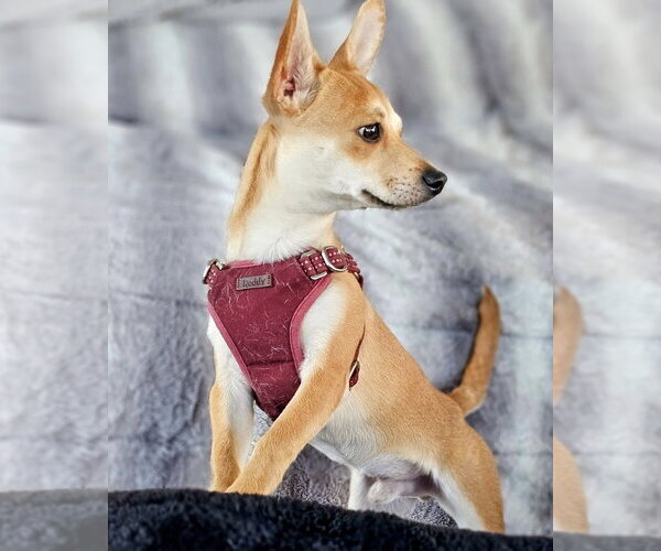 Medium Photo #2 Chihuahua-Unknown Mix Puppy For Sale in Dublin, OH, USA