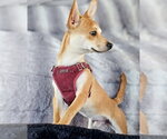Small #1 Chihuahua Mix