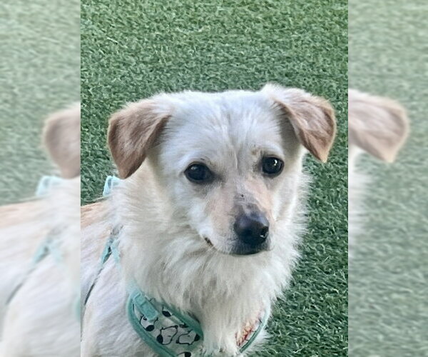 Medium Photo #3 Beagle-Unknown Mix Puppy For Sale in Agoura Hills, CA, USA
