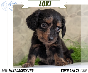Medium Dachshund