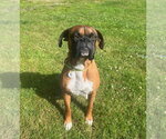 Small #2 Boxer