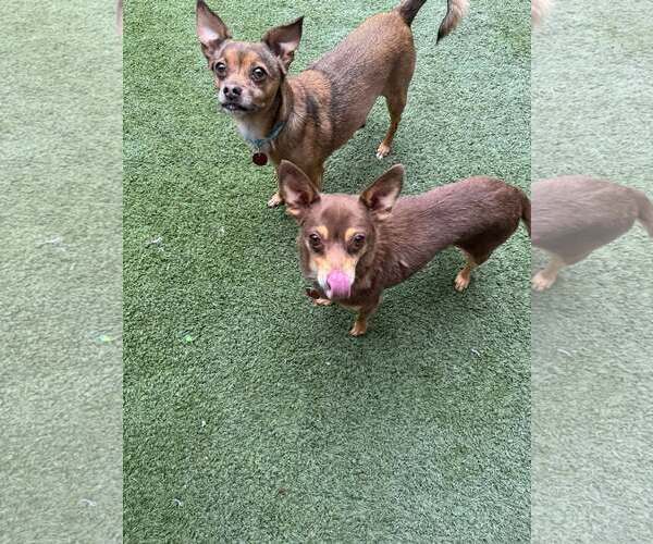 Medium Photo #4 Chihuahua-Unknown Mix Puppy For Sale in Tempe , AZ, USA