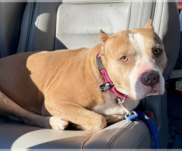 Medium Photo #8 American Staffordshire Terrier-Unknown Mix Puppy For Sale in Spotsylvania, VA, USA