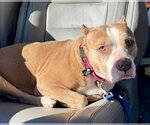 Small #7 American Staffordshire Terrier Mix