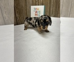 Small Photo #3 Dachshund Puppy For Sale in MYRTLE, MO, USA