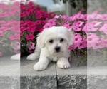 Small #1 Coton de Tulear