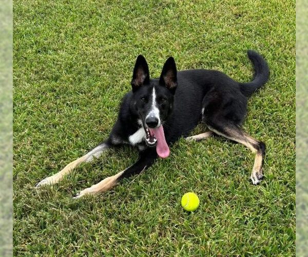 Medium Photo #2 Border Collie-Siberian Husky Mix Puppy For Sale in San Leon, TX, USA