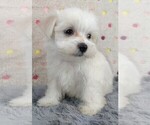 Small Photo #12 Maltese Puppy For Sale in MOMEYER, NC, USA