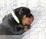 Small Photo #8 Rottweiler Puppy For Sale in FLAGSTAFF, AZ, USA