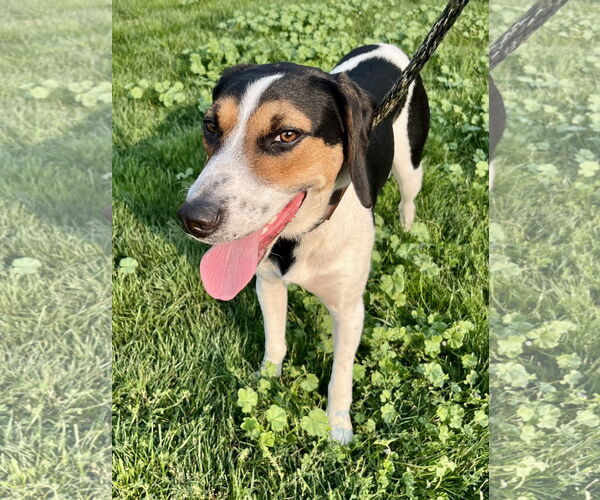 Medium Photo #4 Mutt Puppy For Sale in Emmett, ID, USA