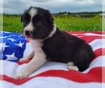 Small Photo #88 Border Collie Puppy For Sale in NORBORNE, MO, USA