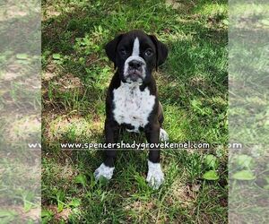 Boxer Puppy for Sale in CABOOL, Missouri USA