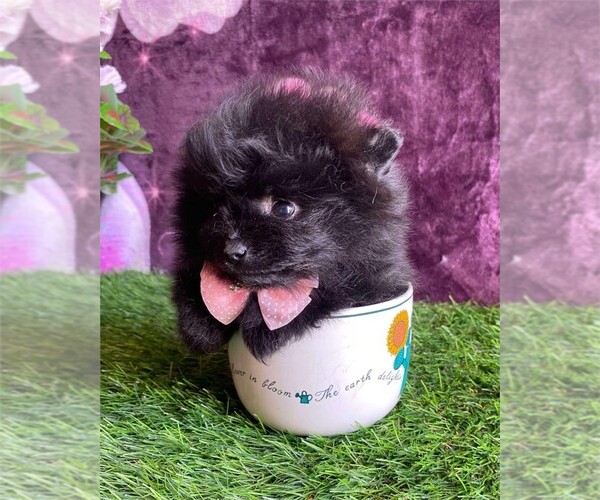 Medium Photo #1 Pomeranian Puppy For Sale in PEMBROKE PINES, FL, USA