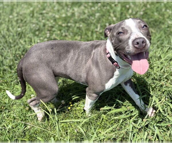 Medium Photo #7 American Pit Bull Terrier-Unknown Mix Puppy For Sale in Virginia Beach, VA, USA