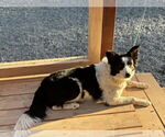 Small #2 Border Collie