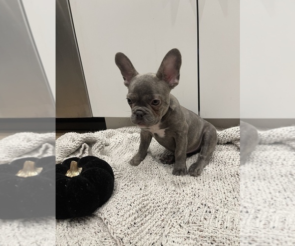 Medium Photo #4 French Bulldog Puppy For Sale in CANYON COUNTRY, CA, USA