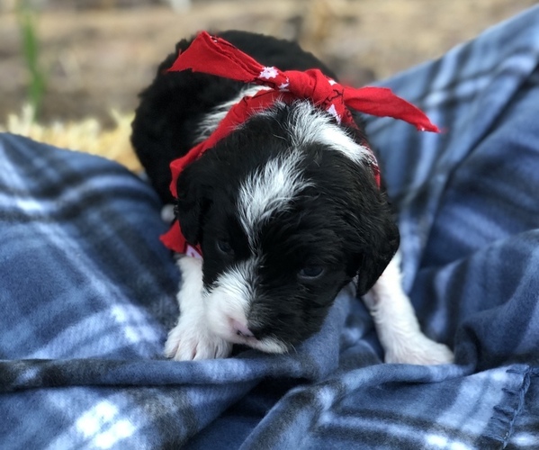 Medium Photo #22 Poodle (Toy)-Texas Heeler Mix Puppy For Sale in MARQUAND, MO, USA