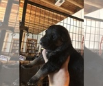 Small Photo #25 German Shepherd Dog Puppy For Sale in GRAHAM, MO, USA