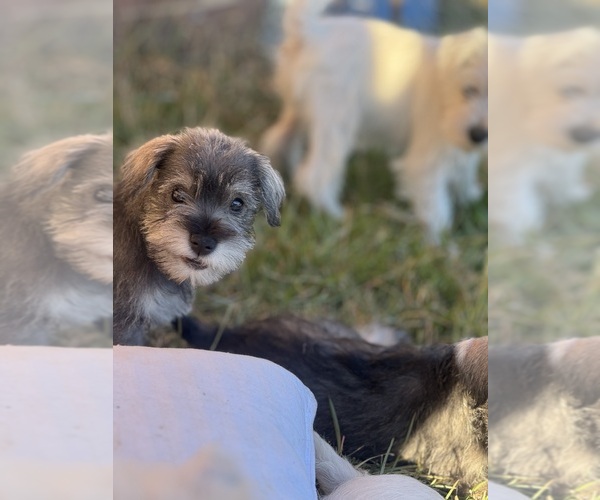 Medium Photo #9 Schnauzer (Miniature) Puppy For Sale in AUGUSTA, GA, USA