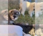 Small #8 Schnauzer (Miniature)