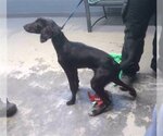 Small Black and Tan Coonhound-Labrador Retriever Mix