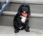 Small Photo #3 Cockapoo Puppy For Sale in MILLERSBURG, OH, USA