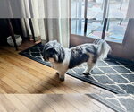 Small #4 Shih Apso