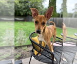 Small Basenji Mix